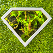 Load image into Gallery viewer, Diamond Portal Feeding Ring
