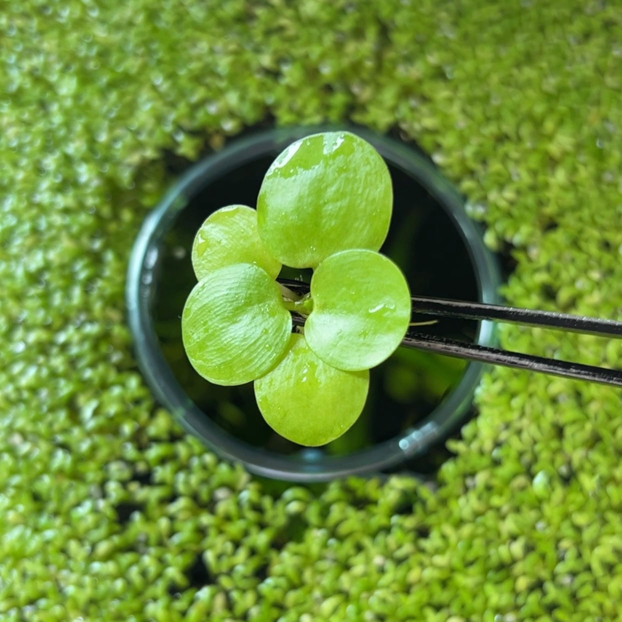 Amazon Frogbit | Live Floating Plant – Fish4Ever Aquatics