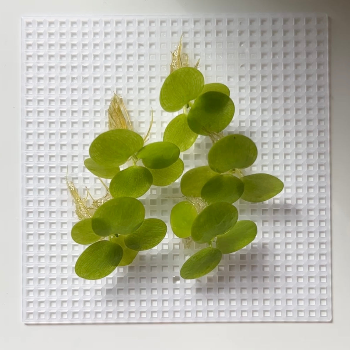 Amazon Frogbit | Live Floating Plant – Fish4Ever Aquatics