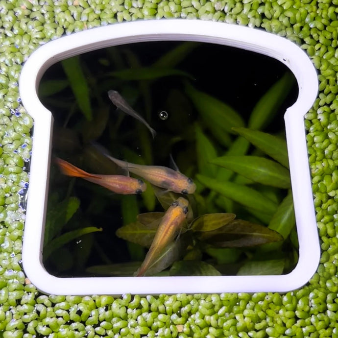 Bread Portal Feeding Ring