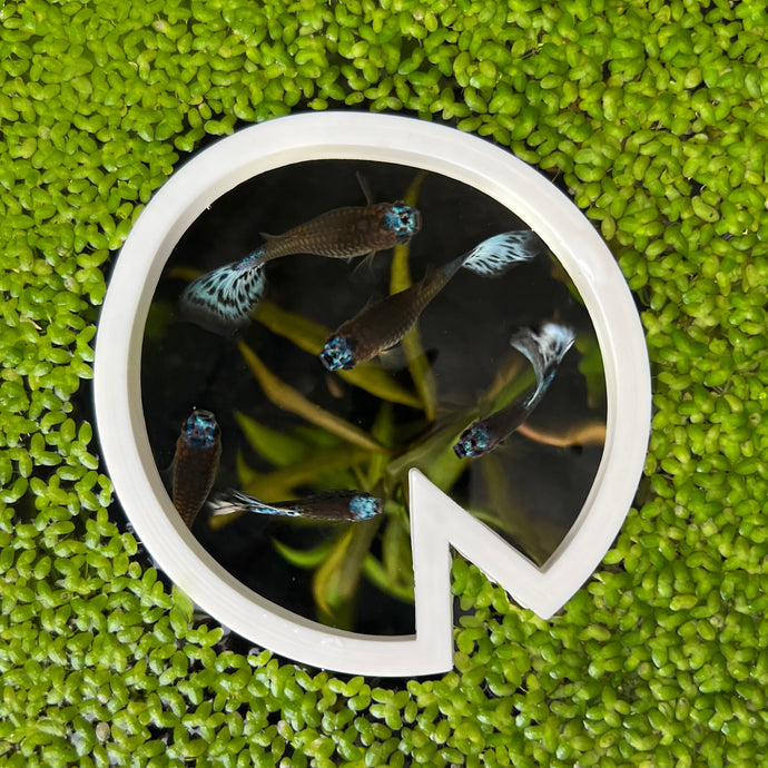 Lily Pad Portal Feeding Ring