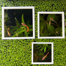 Load image into Gallery viewer, 3 Square Portals
