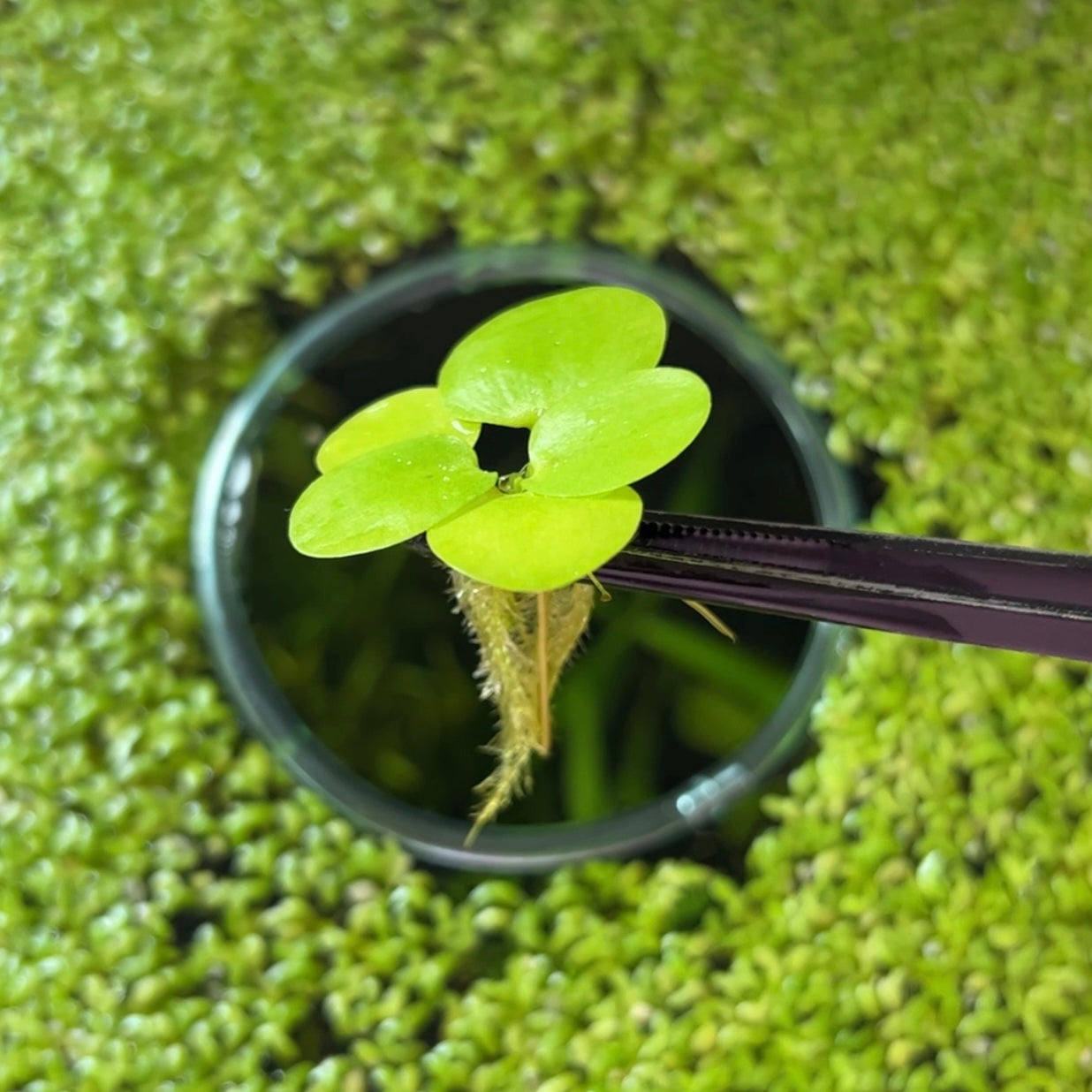 Amazon Frogbit | Live Floating Plant – Fish4Ever Aquatics