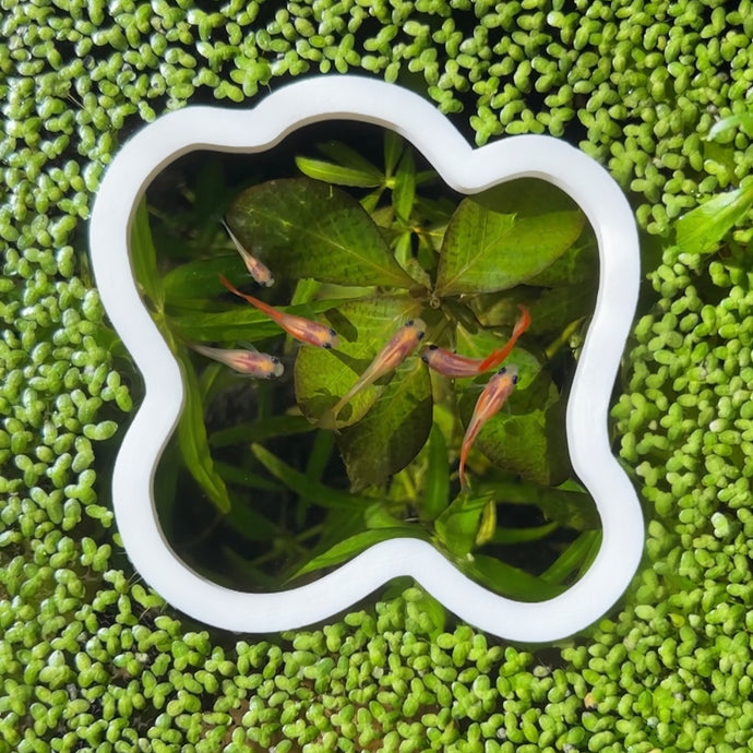 Splotch Portal Feeding Ring